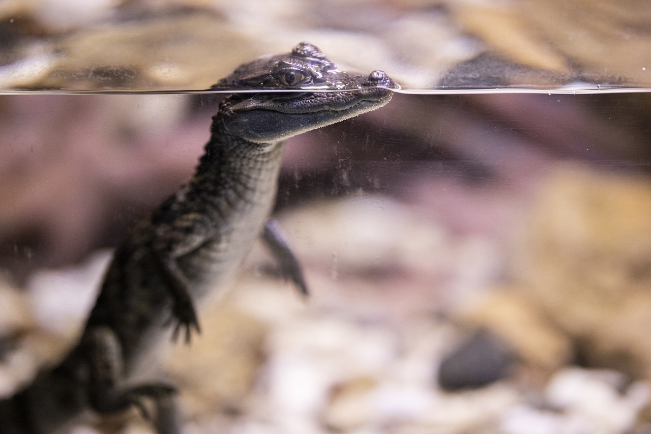 Crocodile, reptile, baby — Can Cosmetic Dentistry Improve Your Oral Function?