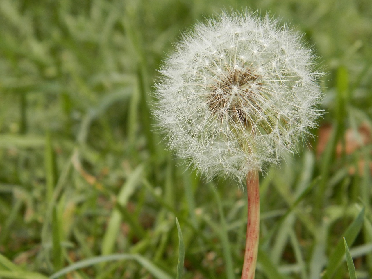 Dandelion, weed, seed — Weed Delivery Elk Grove: Convenient Access to Quality Cannabis at Your Doorstep