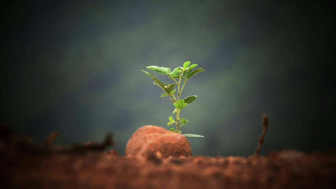 Michael Bogdan and the Business Foundations of Sustainable Healthcare Growth